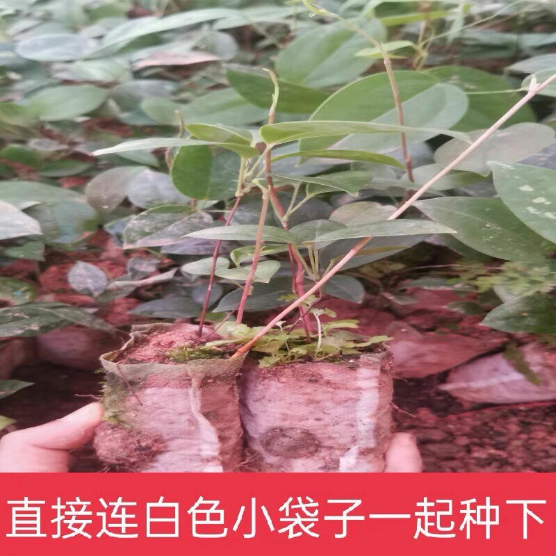 土茯苓苗中药材带土杯苗发货好种易活包邮