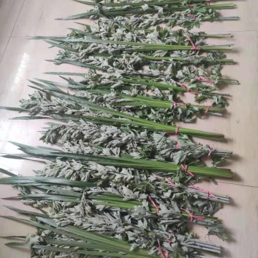 端午节新鲜艾草，菖蒲，量大，产地直供，冷藏发货，质量保证