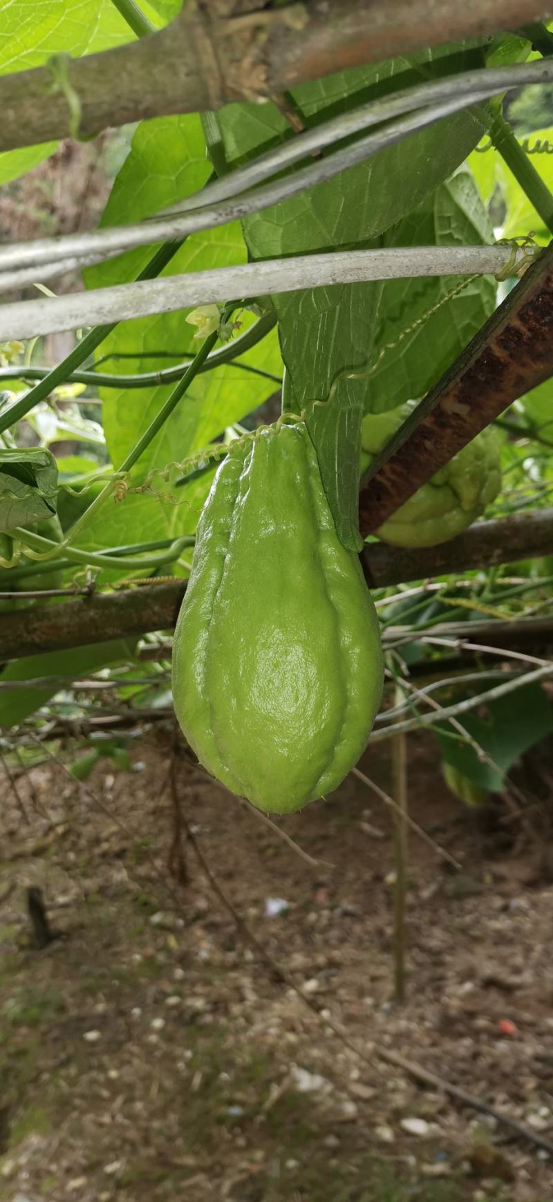 云南高山佛手瓜，农户自种，无任何化肥，农药