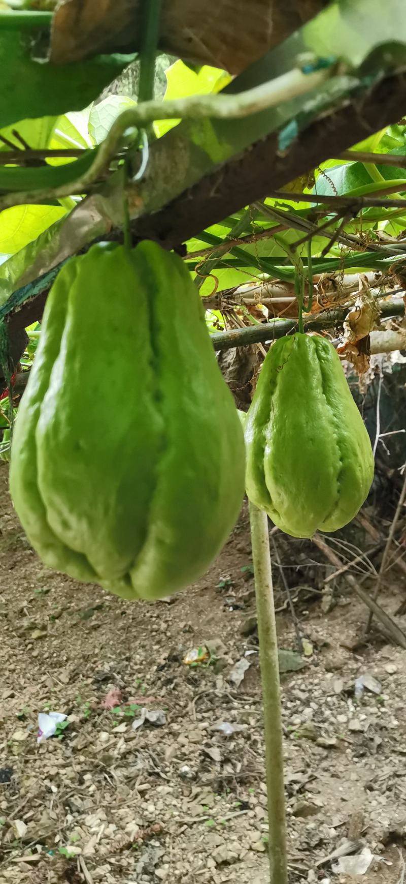 云南高山佛手瓜，农户自种，无任何化肥，农药