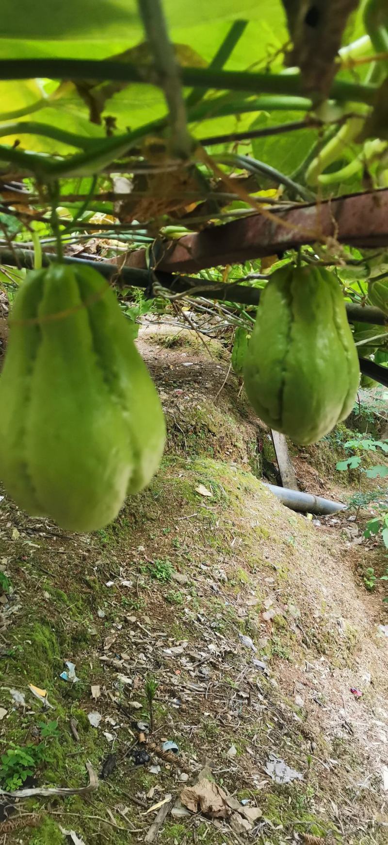 云南高山佛手瓜，农户自种，无任何化肥，农药