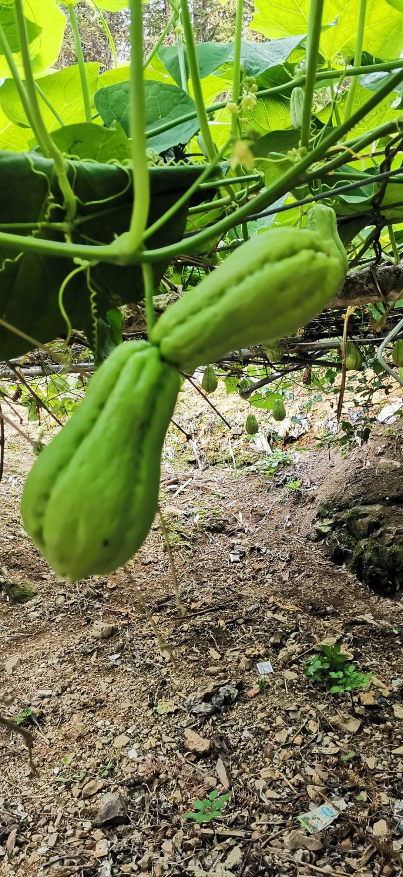 云南高山佛手瓜，农户自种，无任何化肥，农药
