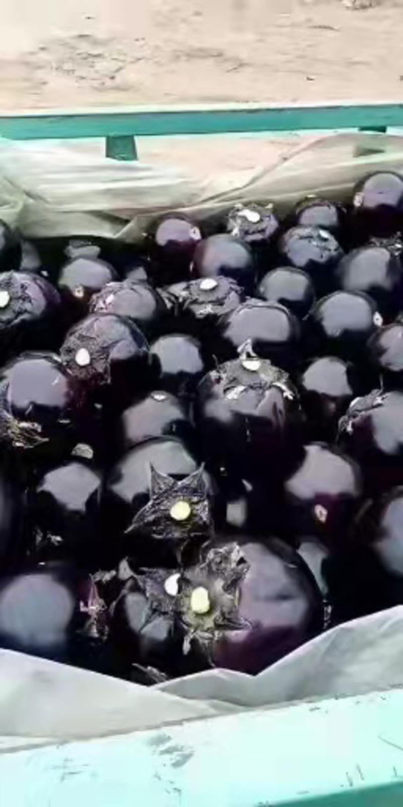 【茄子】紫光圆茄一手货源量大从优全国发货保质保量