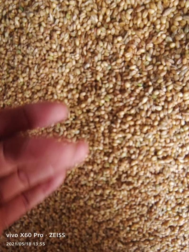 2024小麦上市，干湿小麦大量供应，诚信经营