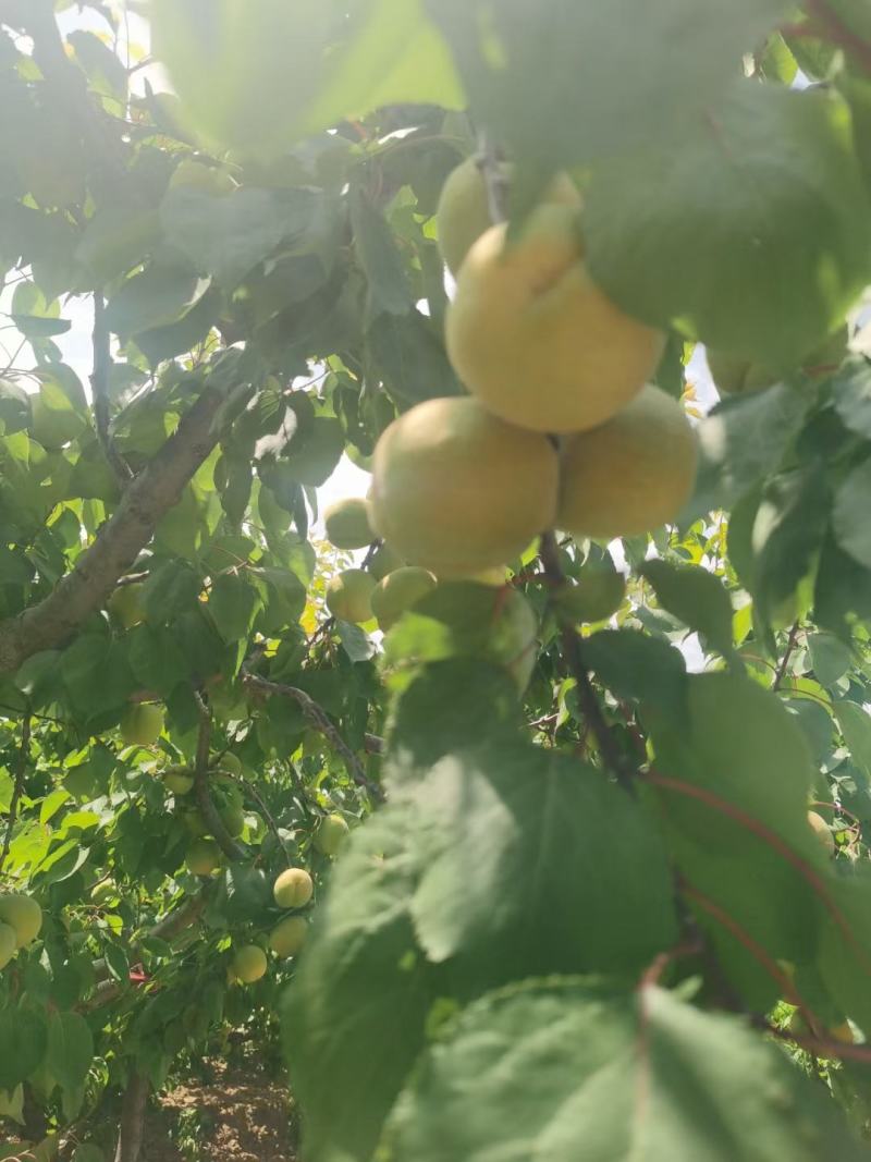 毛桃凯特杏