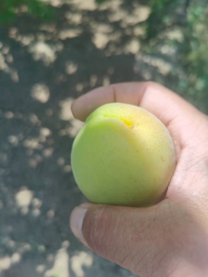毛桃凯特杏