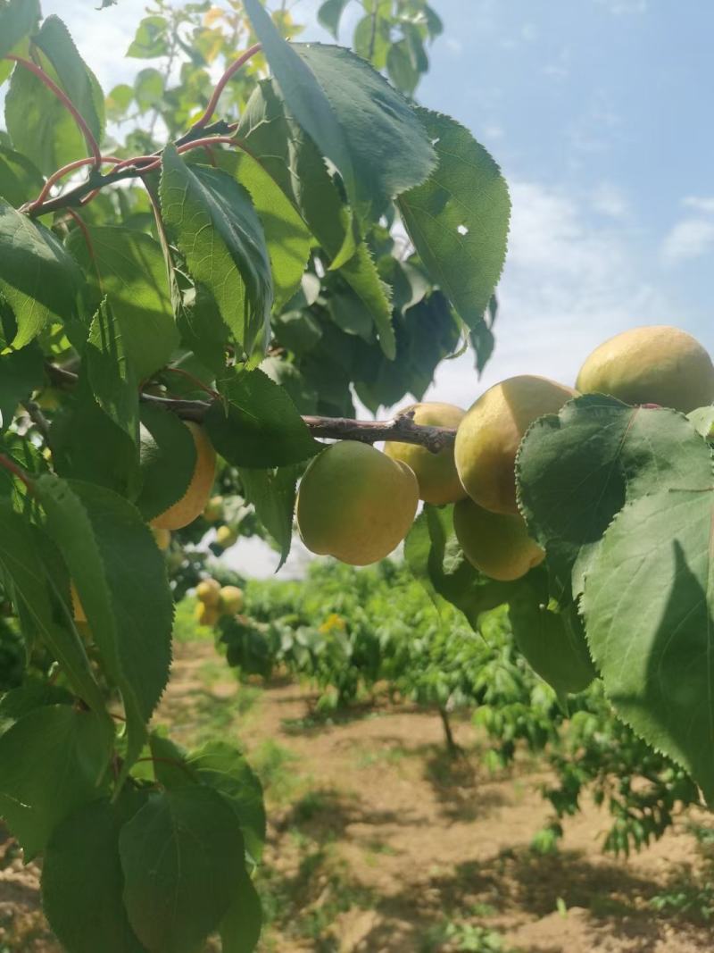 毛桃凯特杏