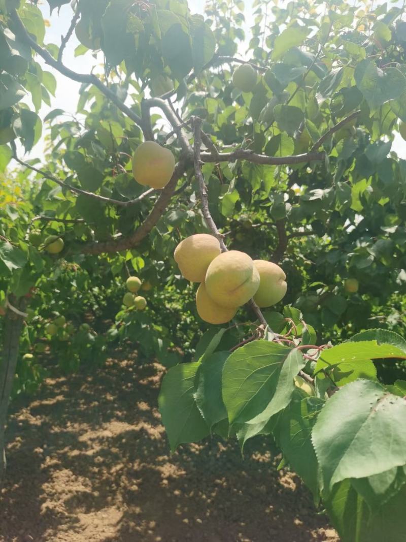毛桃凯特杏