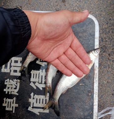尖嘴子白条人工破肚冻板