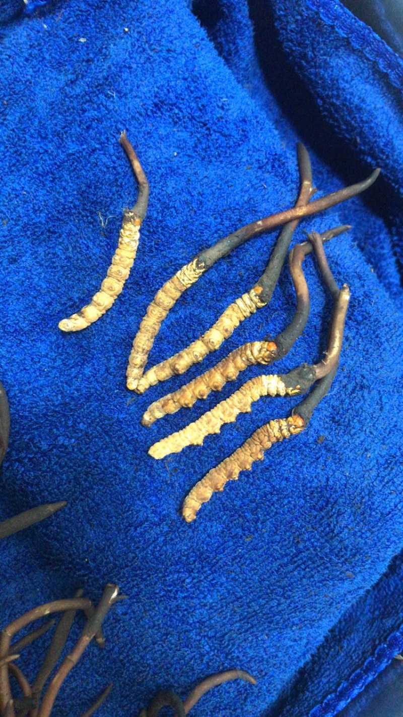 2022新鲜冬虫夏草新鲜虫草青海西宁虫草西藏虫草