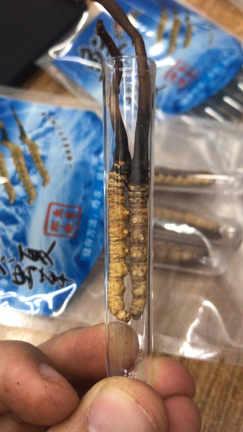 2022新鲜冬虫夏草新鲜虫草青海西宁虫草西藏虫草