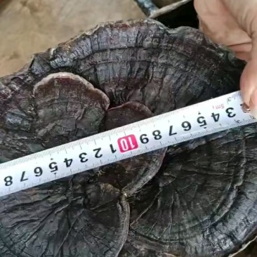 野生黑灵芝大量供应