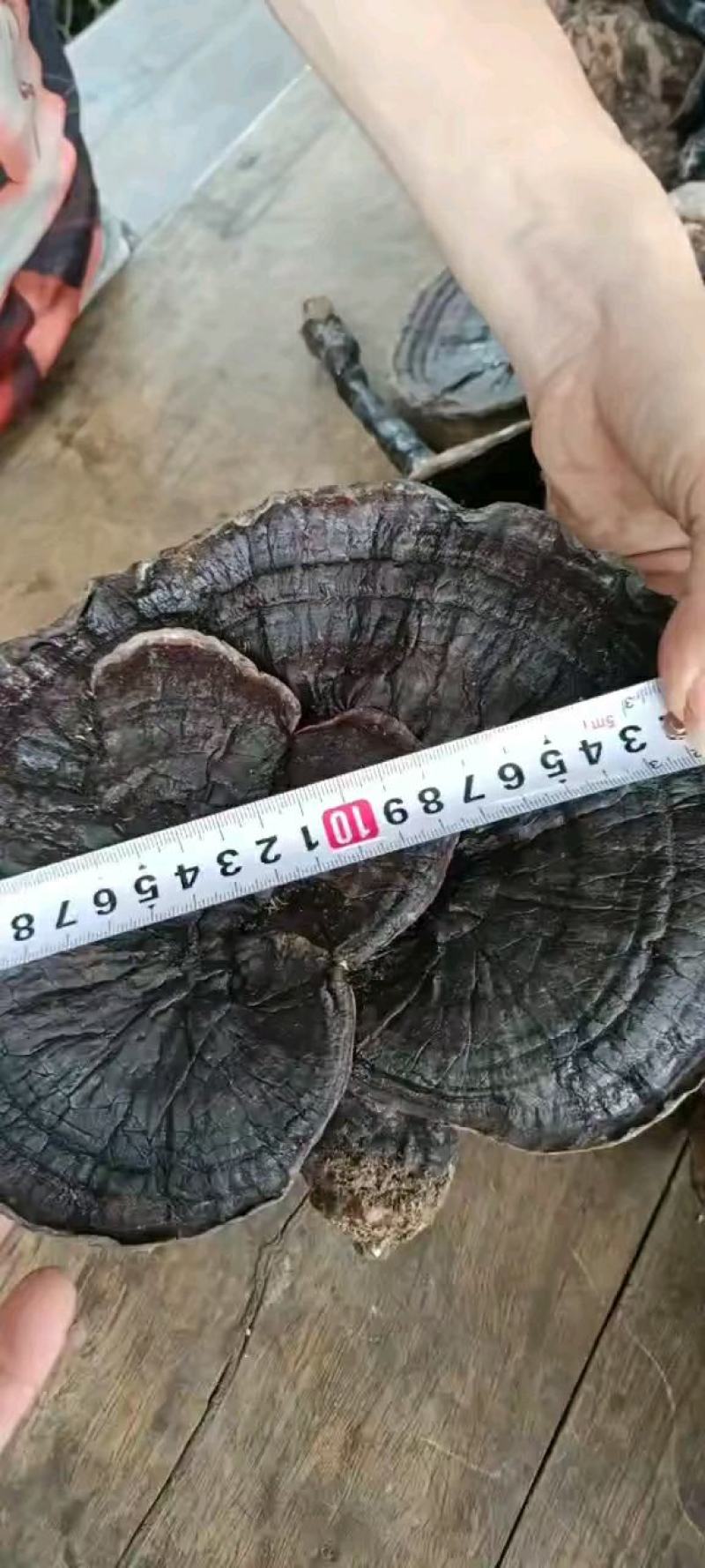 野生黑灵芝大量供应