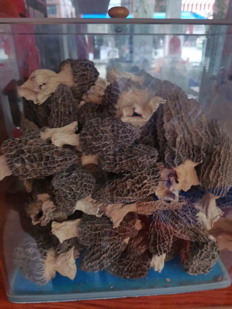 优质云南羊肚菌规格齐全量大从优欢迎惠顾