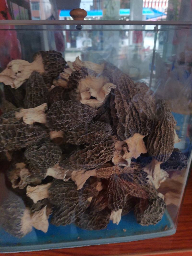 优质云南羊肚菌规格齐全量大从优欢迎惠顾