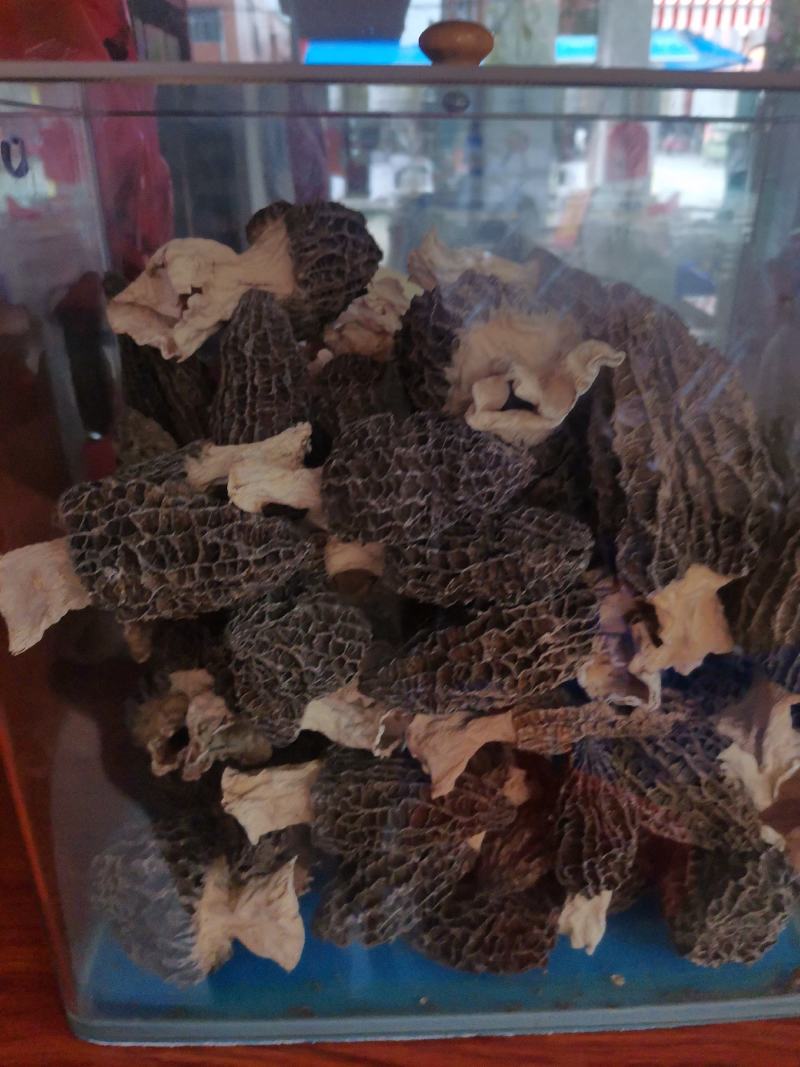 优质云南羊肚菌规格齐全量大从优欢迎惠顾