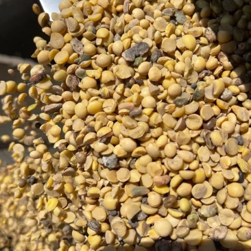 大豆瓣黑龙江大豆豆瓣，大豆瓣干豆瓣，蛋白豆瓣