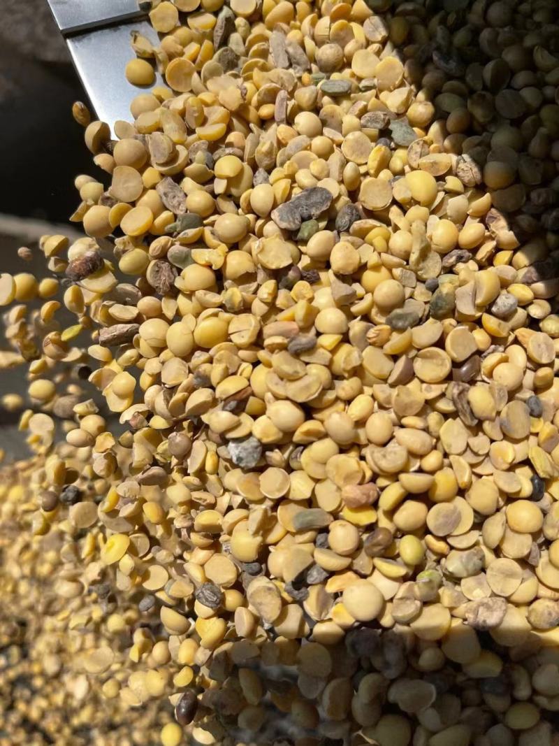 大豆瓣黑龙江大豆豆瓣，大豆瓣干豆瓣，蛋白豆瓣