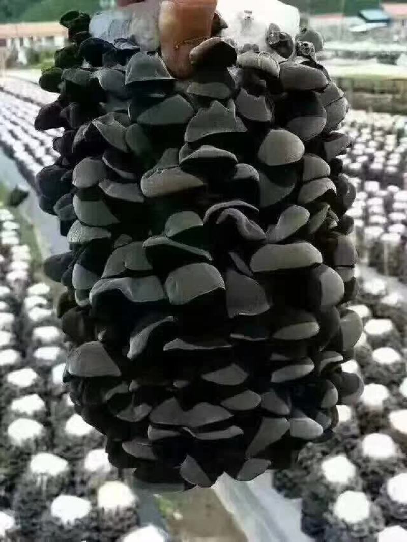 产地优质东北黑木耳，货源充足，品种齐全，质量有保障！