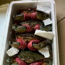 北海青蟹，膏蟹