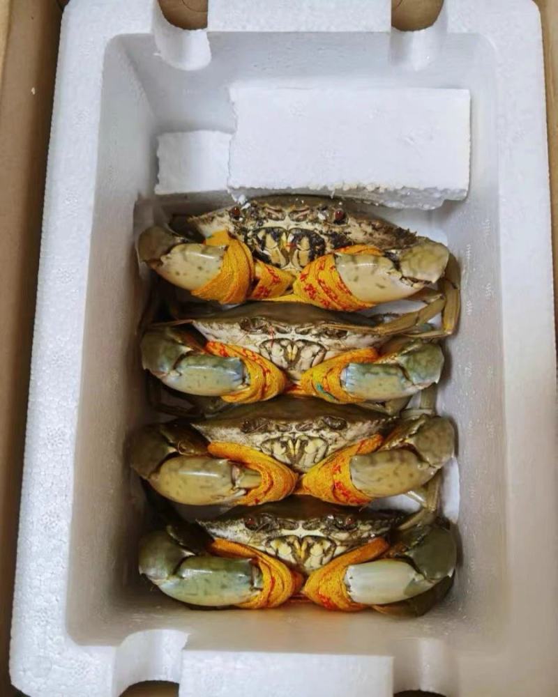 北海青蟹，膏蟹