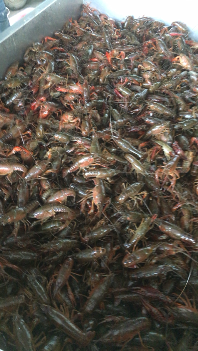 潜江清水小龙虾，肉质鲜嫩爽口饱满，原产地塘口直达，