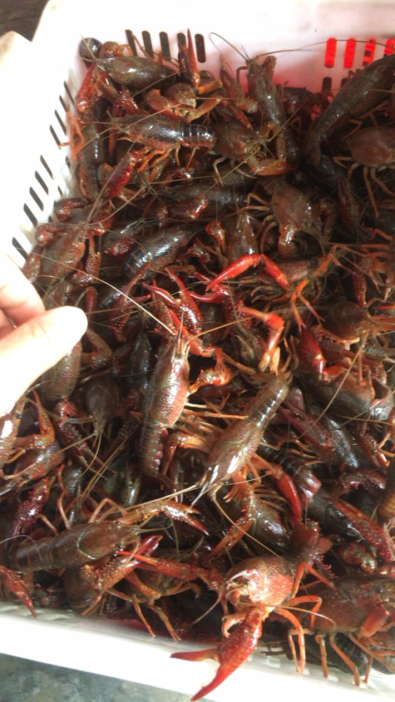 潜江清水小龙虾，肉质鲜嫩爽口饱满，原产地塘口直达，