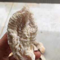 玉兰笋干楠竹笋坨坨笋炖品汤锅火锅佳品