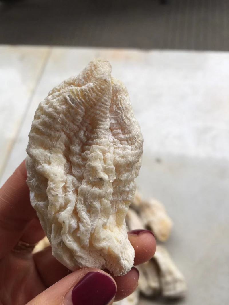 玉兰笋干楠竹笋坨坨笋炖品汤锅火锅佳品