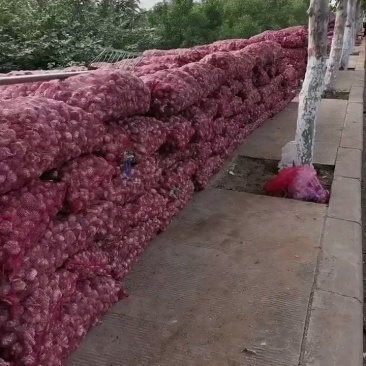 中牟紫皮大蒜大量供应，电商一件代发，常年供应