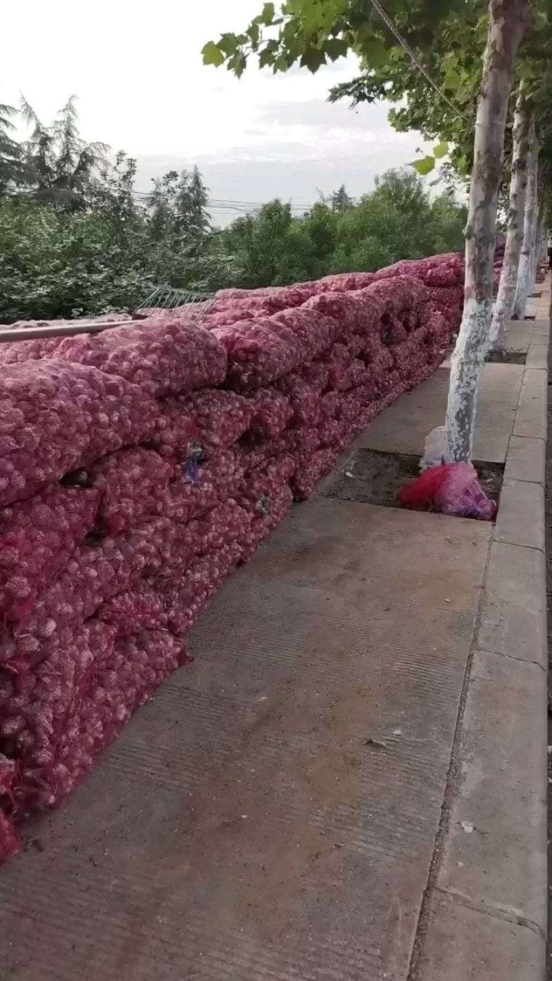中牟紫皮大蒜大量供应，电商一件代发，常年供应