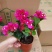 花卉