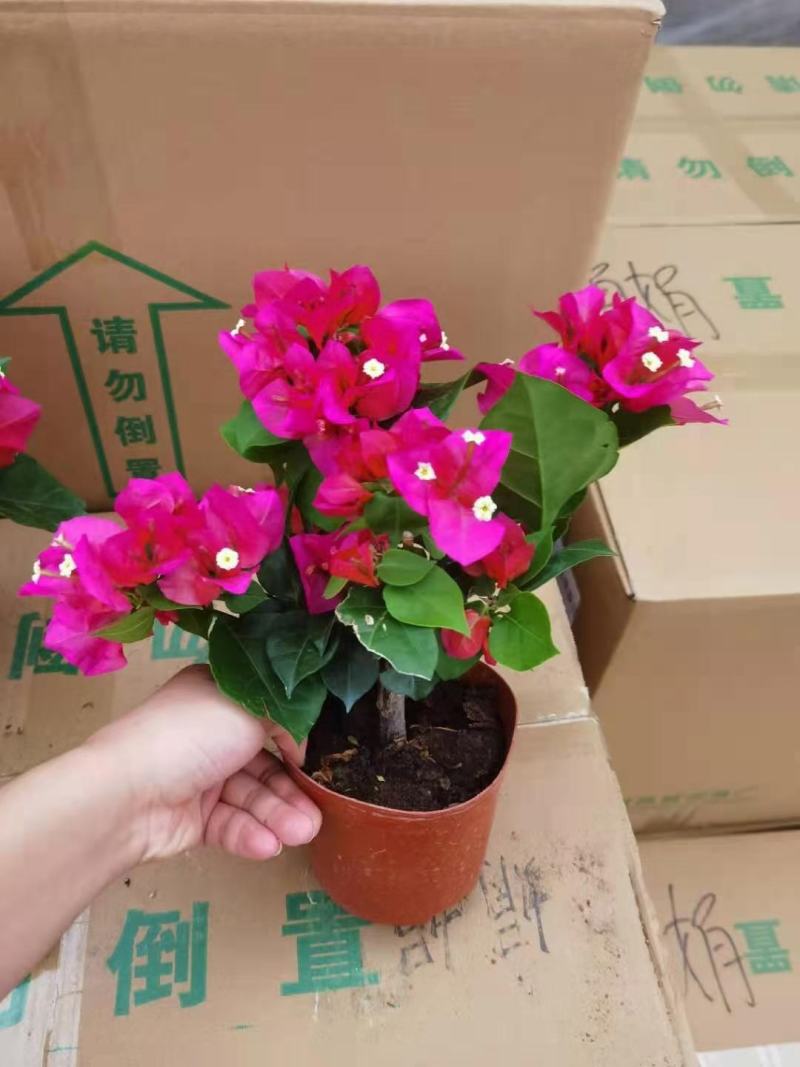 花卉