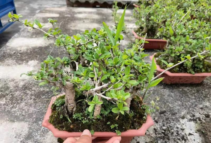 花卉