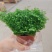 花卉