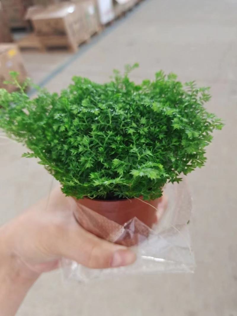 花卉