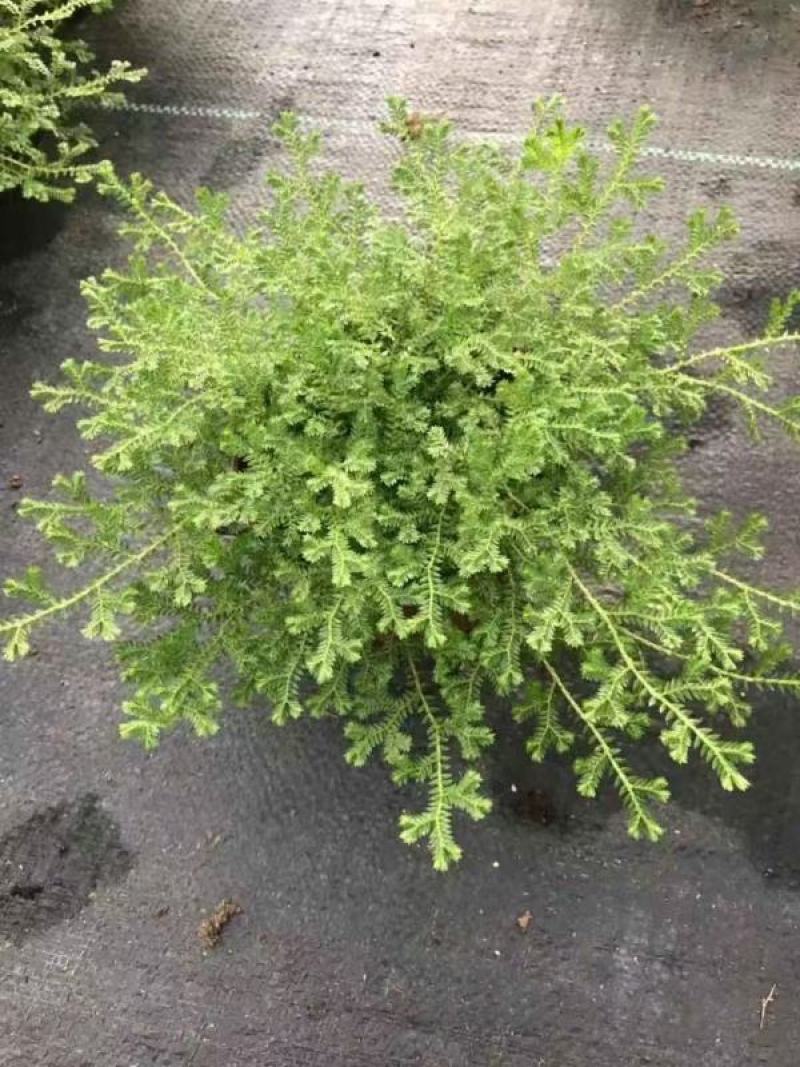 花卉