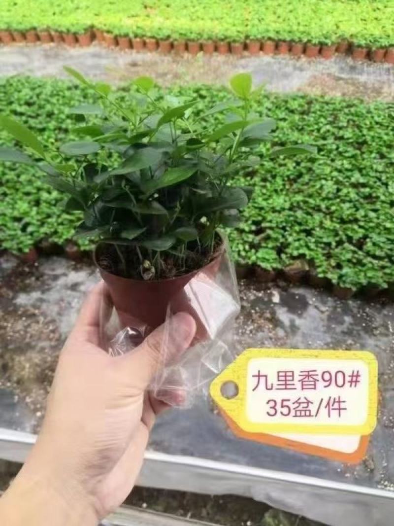 花卉