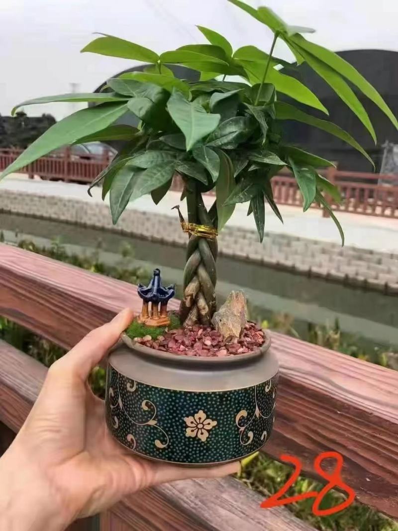 花卉