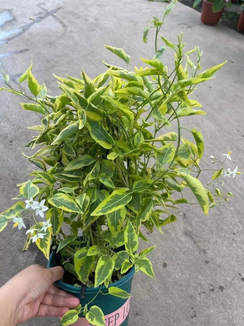 花卉