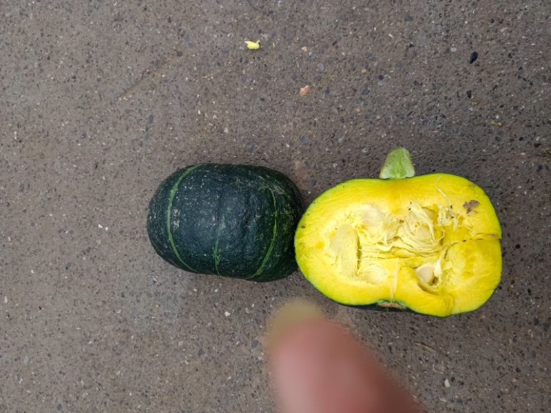 精品板栗南瓜，基地直供，保质保量，欢迎大家选购
