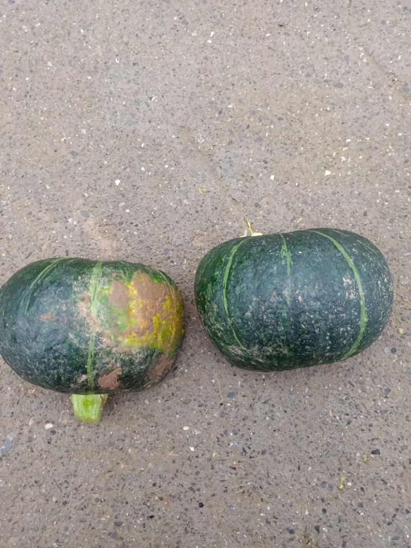 精品板栗南瓜，基地直供，保质保量，欢迎大家选购