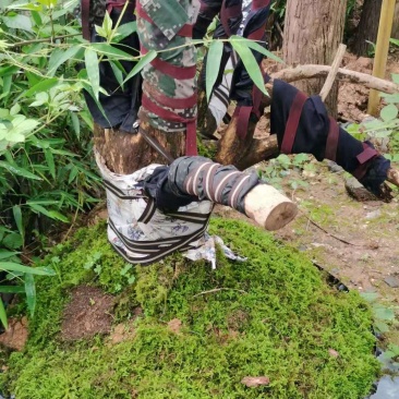 赤楠