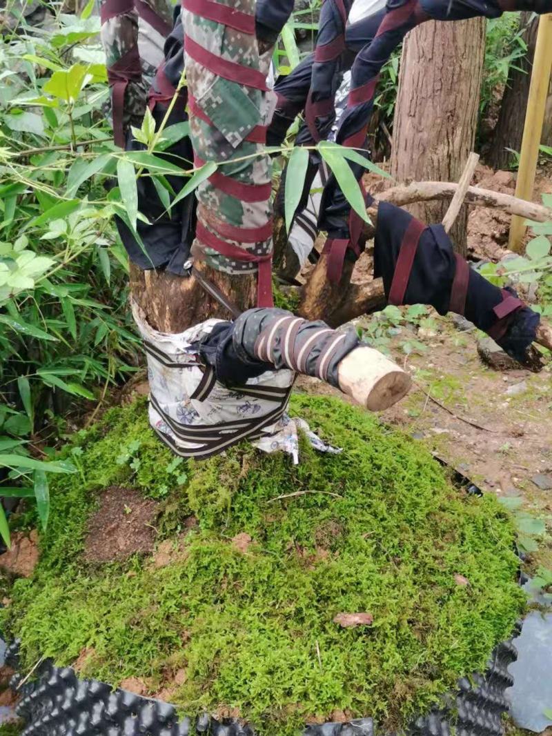 赤楠