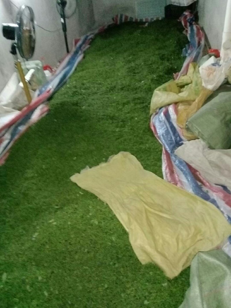 野生木姜子现摘现发