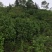 茶花苗，绿化工程苗，3到4公分冠以很漂亮
