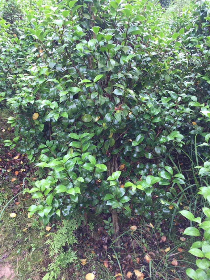 茶花苗，绿化工程苗，3到4公分冠以很漂亮