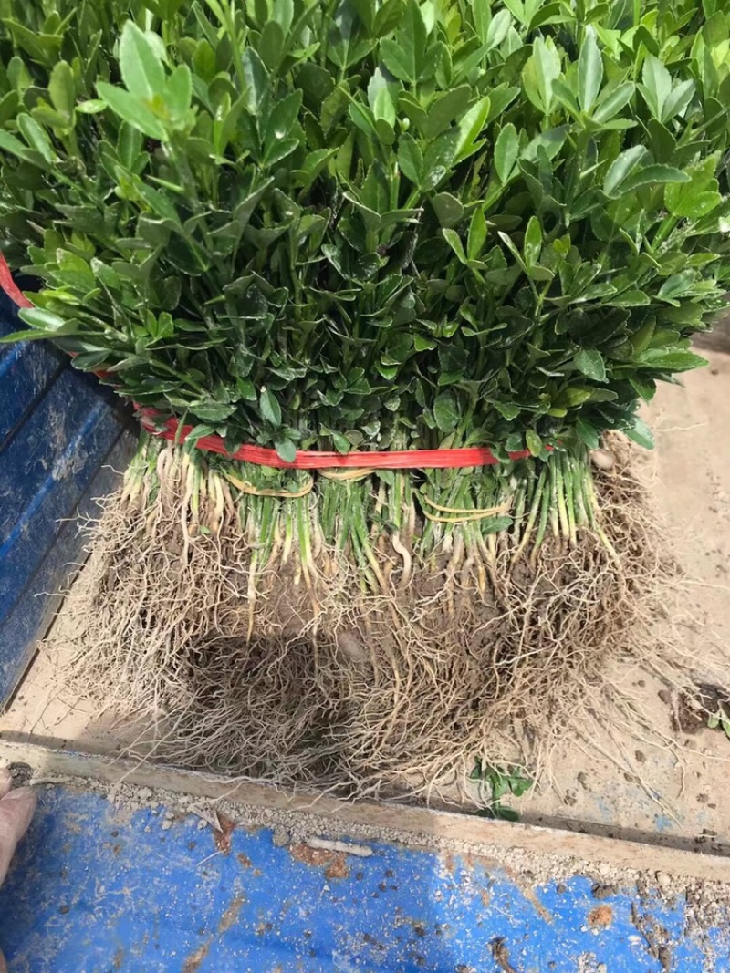 茶花苗，绿化工程苗，3到4公分冠以很漂亮