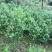 茶花苗，绿化工程苗，3到4公分冠以很漂亮