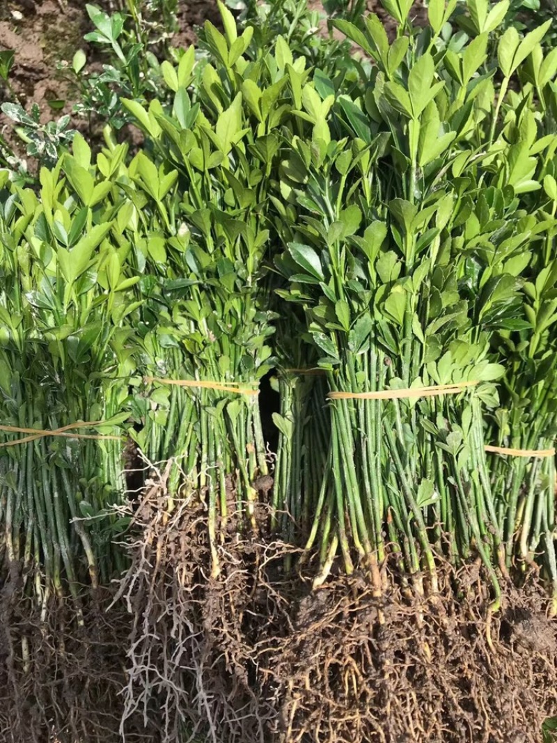 茶花苗，绿化工程苗，3到4公分冠以很漂亮